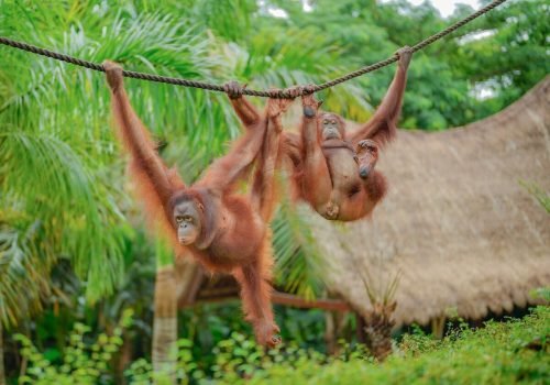 Bali Zoo 5
