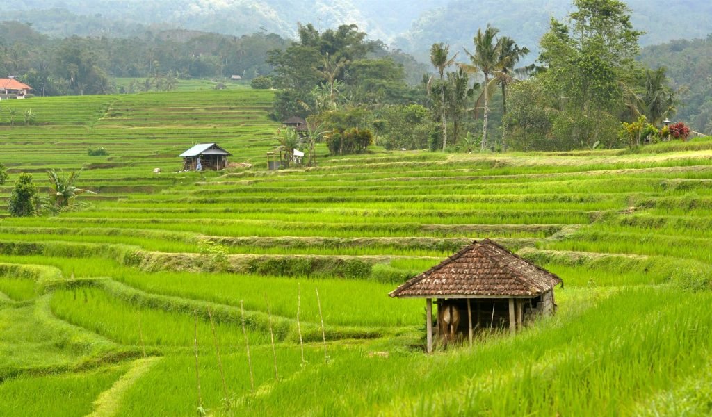 Jatiluwih Rice Terrace 1
