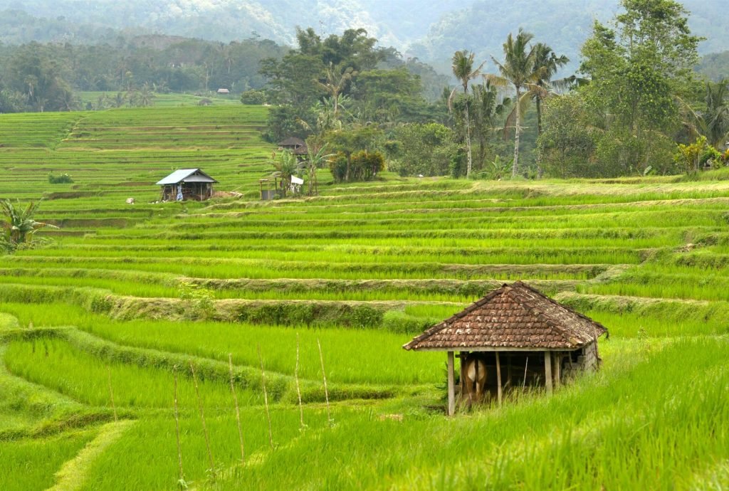 Jatiluwih Rice Terrace 1