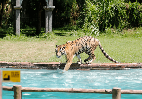 taman safari3