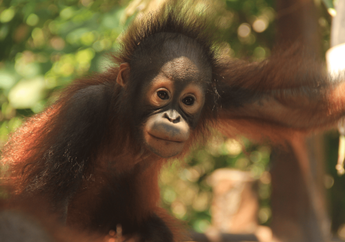 taman safari4